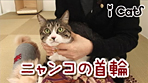 猫の首輪 安全