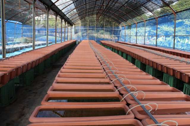 亀田養魚場 めだか飼育風景1