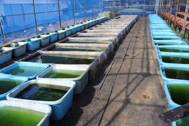 亀田養魚場 めだか飼育風景2